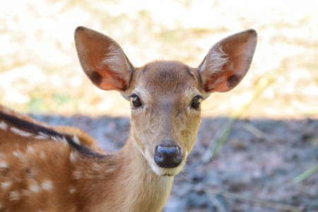 Beautiful axis deer in the nature habitat in Thailand.Beautiful axis deer close up.の写真素材