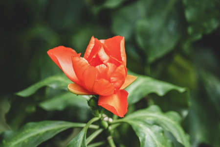 Orange-red flower with yellow stigma and green leaves background.の写真素材