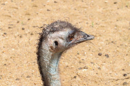Ostrich bird front portrait on the farm brown  background. Ostrich head and neck.