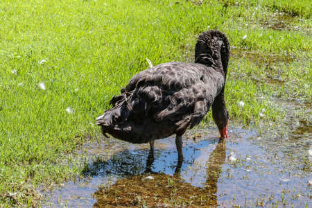 Beautiful black colored swan having a stroll in a gardenの写真素材