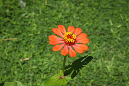 Zinnia elegans, known as youth-and-age, common zinnia or elegant zinnia, an annual flowering plant of the genus Zinnia, is one of the best known zinnias.の写真素材
