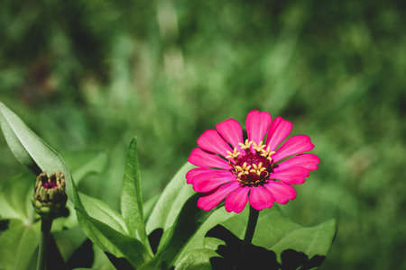 Zinnia elegans, known as youth-and-age, common zinnia or elegant zinnia, an annual flowering plant of the genus Zinnia, is one of the best known zinnias.の写真素材