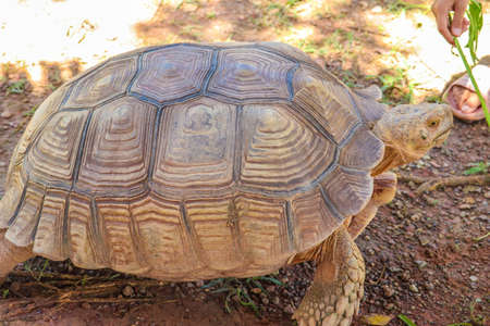 African Sulcata Tortoise Natural Habitat,Close up African spurred tortoise restingの写真素材