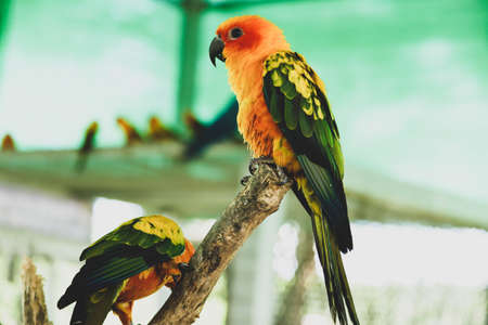 Colorful yellow parrot, Sun Conure (Aratinga solstitialis), standing on the branch, breast profile