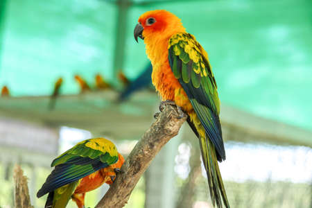 Colorful yellow parrot, Sun Conure (Aratinga solstitialis), standing on the branch, breast profileの写真素材