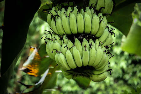 Unripe bananas in the jungle close upの写真素材
