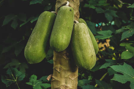 Nature fresh green papaya on tree with fruits.の写真素材