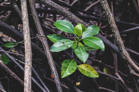 Mangroves in the water with soft focusの写真素材