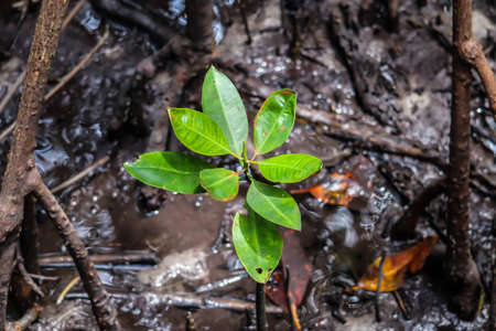 Mangroves in the water with soft focusの写真素材