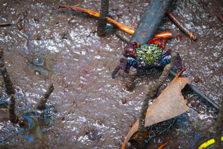 Close up of beautiful mangrove crab feeding on mudflats during low tide. Mangrove crab (perisesarma indiarum), a small colorful crab, living on mudflats in mangrove forest in Thailand.の写真素材