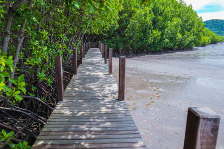 Beautiful wooden bridge in the mangrove forest in Thailandの写真素材
