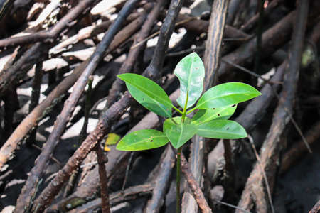 Mangroves in the water with soft focusの写真素材