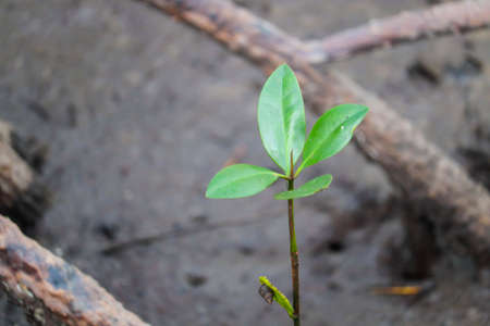 Mangroves in the water with soft focusの写真素材