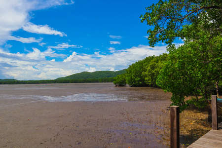 Mangrove green tropical tree forest on island against blue sky with cloud nature environments backgroundの写真素材