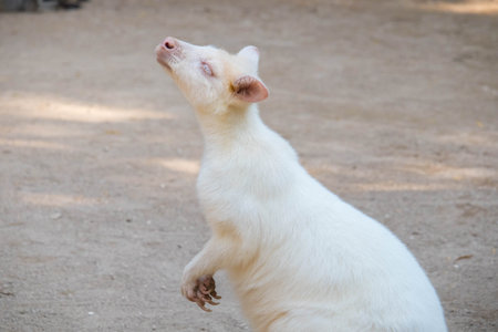 White kangaroo. Albino kangaroo. Very rare specie of kangaroo called albino/white kangaroo.の写真素材