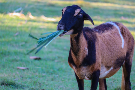 Close up shot of the goat with bunch of green lush grass on the summer meadowの写真素材