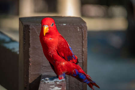 Pair of Red Lory sitting on the branchの写真素材