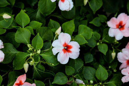 pink and white west indian periwinkle,madagascar periwinkle or rose periwinkle flower in garden