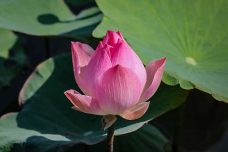 Blooming pink lotus flower in the lotus pond with soft sunlight in the afternoonの写真素材