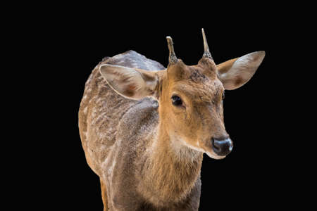 Beautiful axis deer in the nature habitat in Thailand.Beautiful axis deer close up Isolate on black backgroundの写真素材