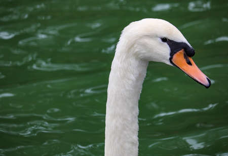 Beautiful mute swan, Cygnus olor, swimming in the lake during spring sunny day. Picture is taken on the pond in clear . White swan, symbol of the grace, peace and love.の写真素材