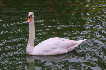 Beautiful mute swan, Cygnus olor, swimming in the lake during spring sunny day. Picture is taken on the pond in clear . White swan, symbol of the grace, peace and love.の写真素材