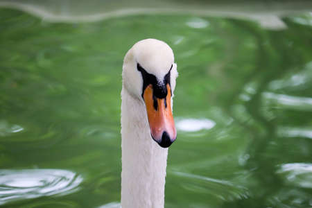 Beautiful mute swan, Cygnus olor, swimming in the lake during spring sunny day. Picture is taken on the pond in clear . White swan, symbol of the grace, peace and love.の写真素材