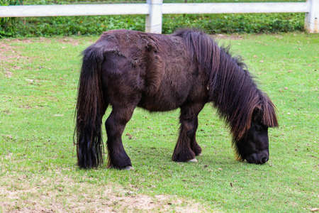 A dwarf horse standing in the middle of a lawnの写真素材