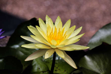 Yellow water lilly on water background with leaves and it's bud.の写真素材