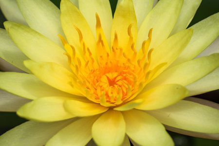 Yellow water lilly on water background with leaves and it's bud.の写真素材
