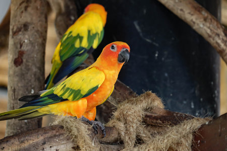 Beautiful colorful sun conure parrot birds on the tree branch