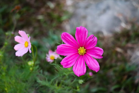 Pink cosmos flowers filed are blooming beautifully in the morning light.の写真素材
