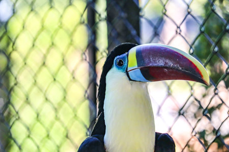 Close up of Channel-billed toucan in the zooの写真素材