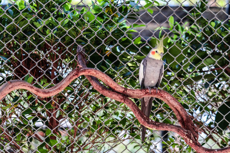 Cockatiel Portrait, Cute Curious Young Cinnamon Cockatiel Close up. Yellow cockatiel on a branch.の写真素材