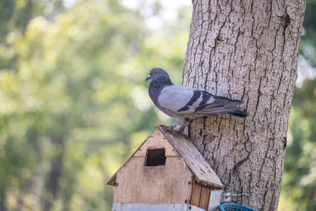 Park birdhouse, a lone pigeon sits on a makeshift bird feeder in the park on an autumn day. Pigeon waiting for food.の写真素材