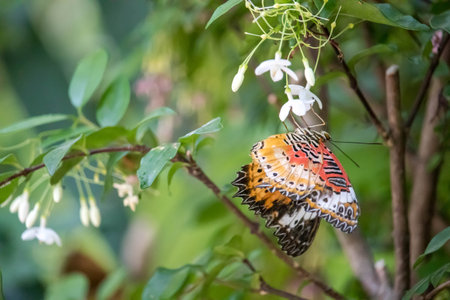 Leopard lacewing butterfly (Cethosia cyane) is imbibing the white flower.の写真素材