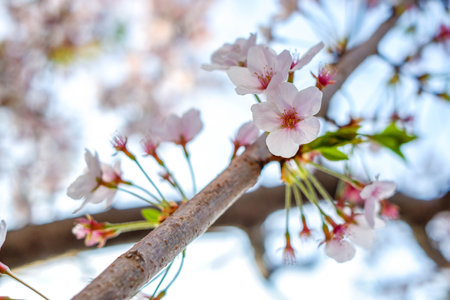 A close-up shot of blooming cherry blossoms on a tree branchの写真素材