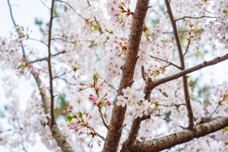 Close focus on cherry blossom (Sakura Tree Flower) and solf blur backgroundの写真素材