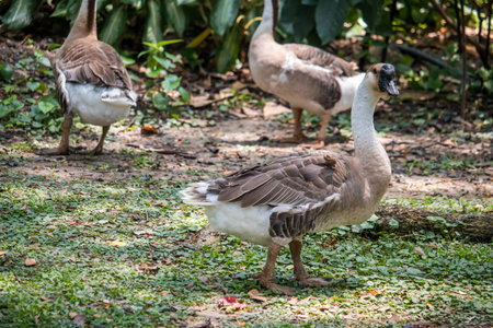 A goose of ducks and ducklings grazing in a park.の写真素材