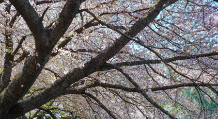 Close focus on cherry blossom (Sakura Tree Flower) and solf blur background
