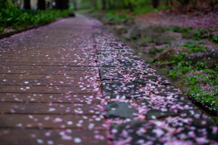 Cherry blossom petals that fell on the road.の写真素材