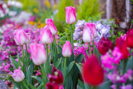 Beautiful bouquet of tulips. colorful tulips.