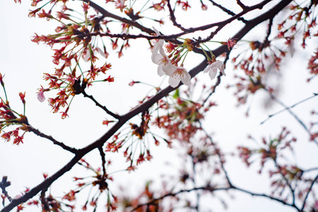 Close focus on cherry blossom (Sakura Tree Flower) and solf blur background