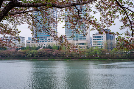 Scenery with cherry blossom trees along the riverの写真素材