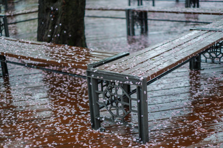 Sakura cherry blossom petals on a benchの写真素材