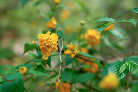 Yellow flowers with green leaves. Spring-summer. Nature. Close up.の写真素材