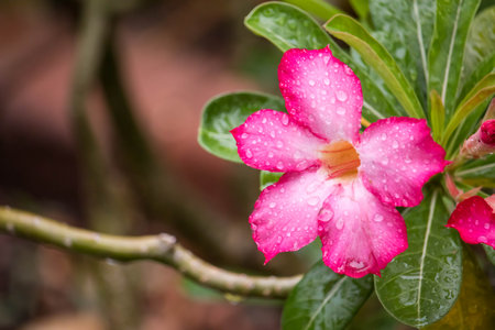 Close up of pink flowers ( Adenium ,Desert roses, Mock Azalea, Adenium multiflorum, Impala Lily) are blooming  with water drops in the garden.の写真素材