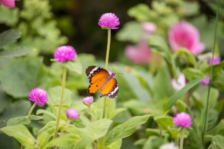 Beautiful butterfly (Plain Tiger Butterfly) perch on purple flowersの写真素材