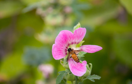 Flowering common hollyhock (Alcea rosea) plants with dark red flowers in summer garden. The bee suck nectar and pollen of Pink Hollyhock Flower.の写真素材