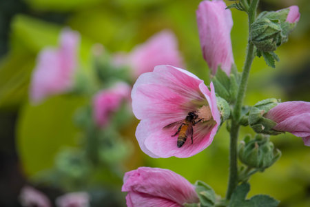 Flowering common hollyhock (Alcea rosea) plants with dark red flowers in summer garden. The bee suck nectar and pollen of Pink Hollyhock Flower.の写真素材